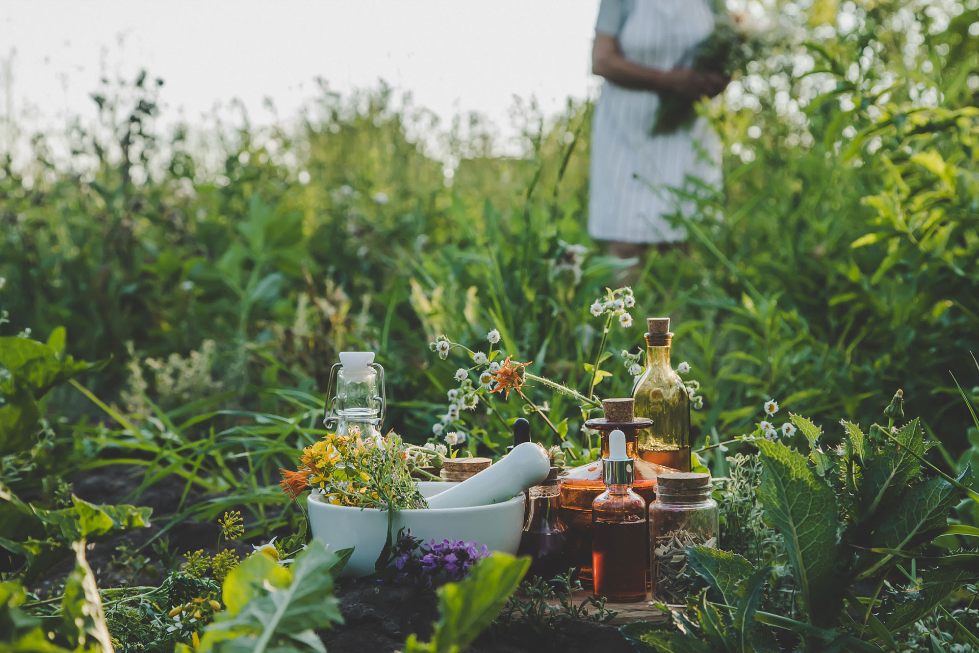 varias plantas en medio del campo